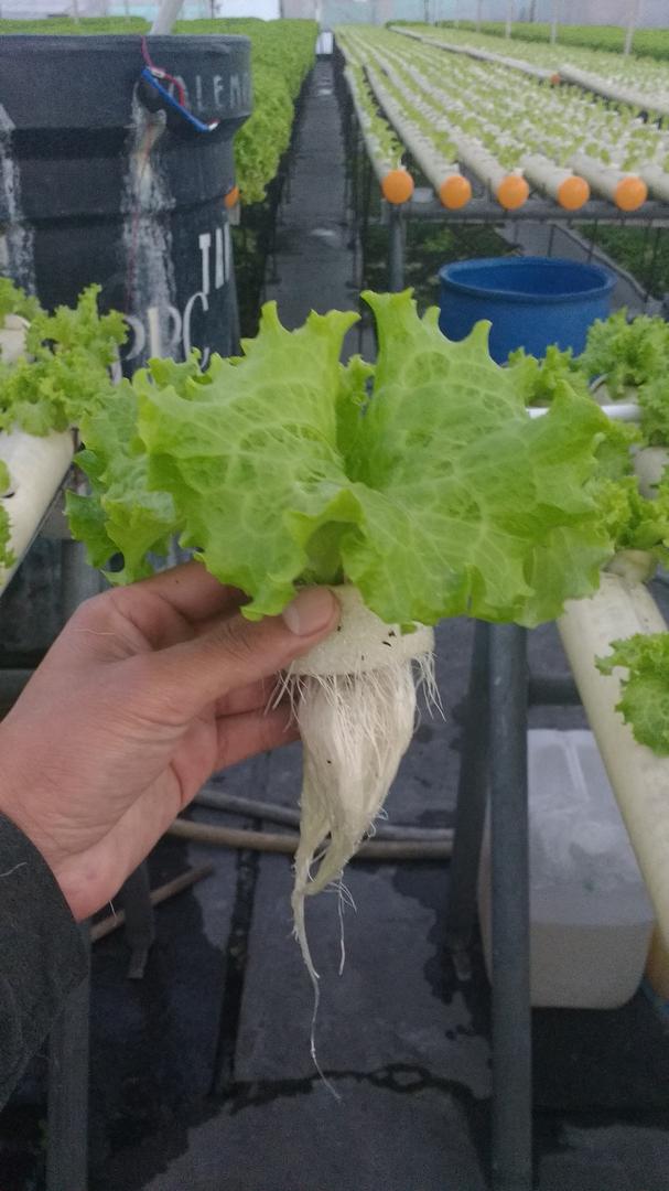 Lechuga Hidroponica