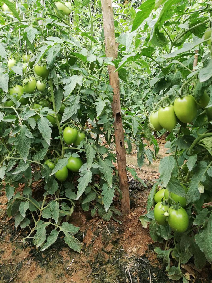 Tomate