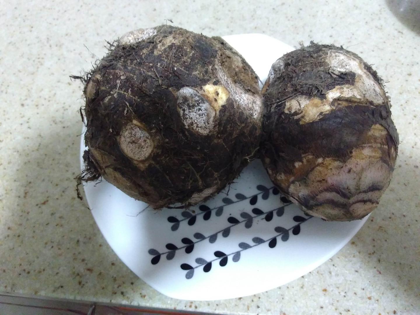 Malanga Colocasia Esculenta