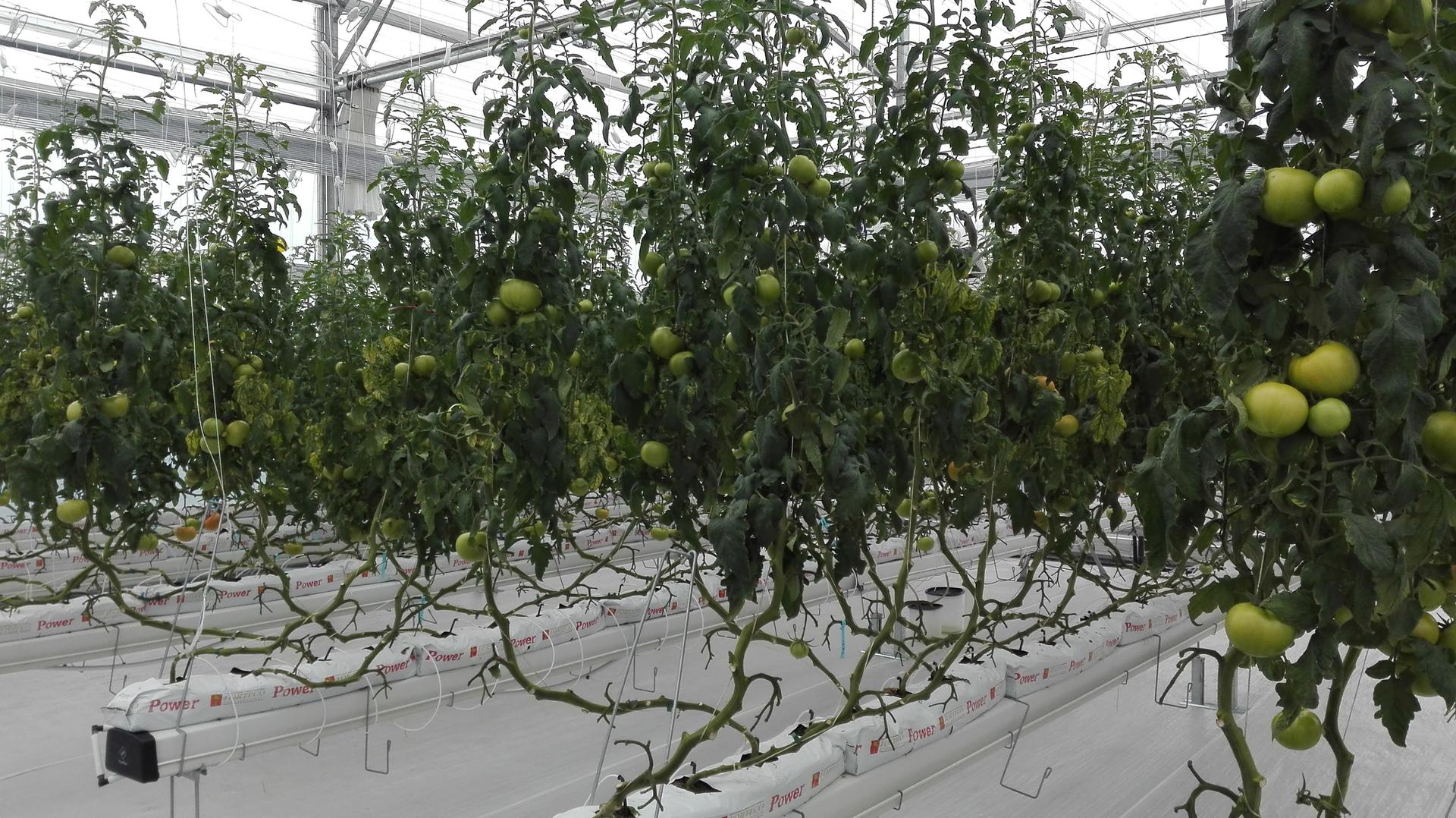 Tomate Hidroponico