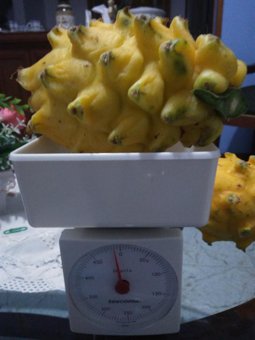 Pitahaya