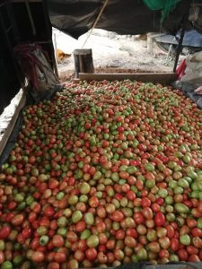 Tomate