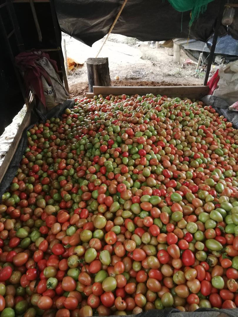 Tomate