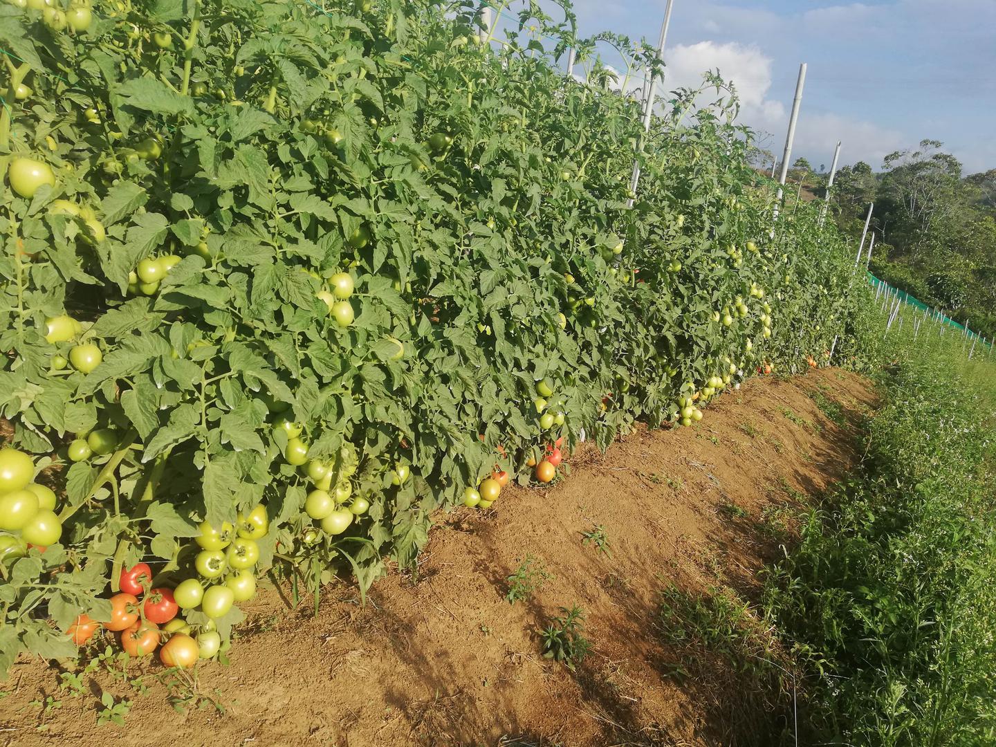 Tomate Chonto
