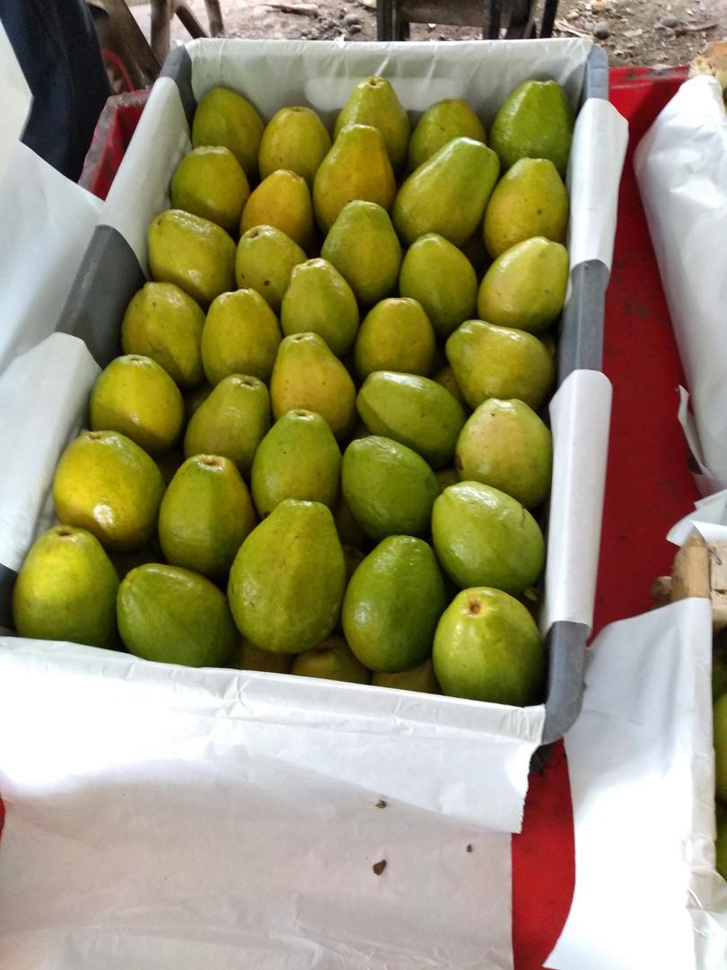 Guayaba Pera
