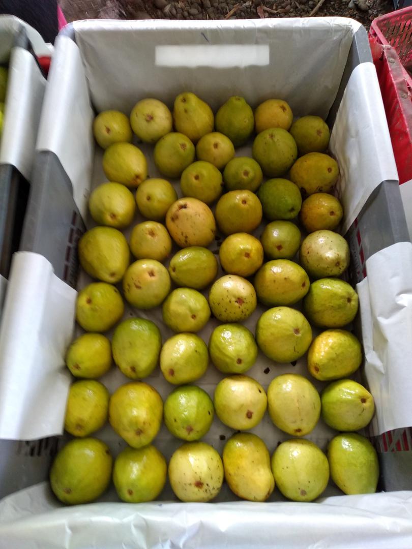 Guayaba Pera