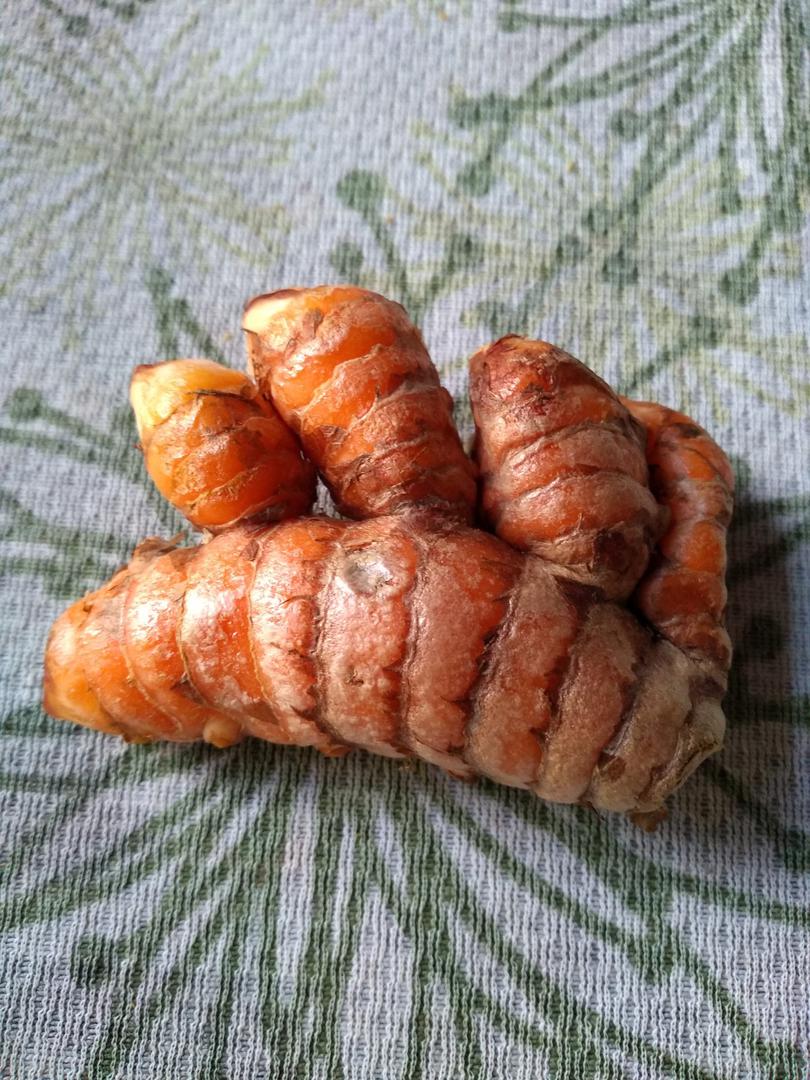 Curcuma