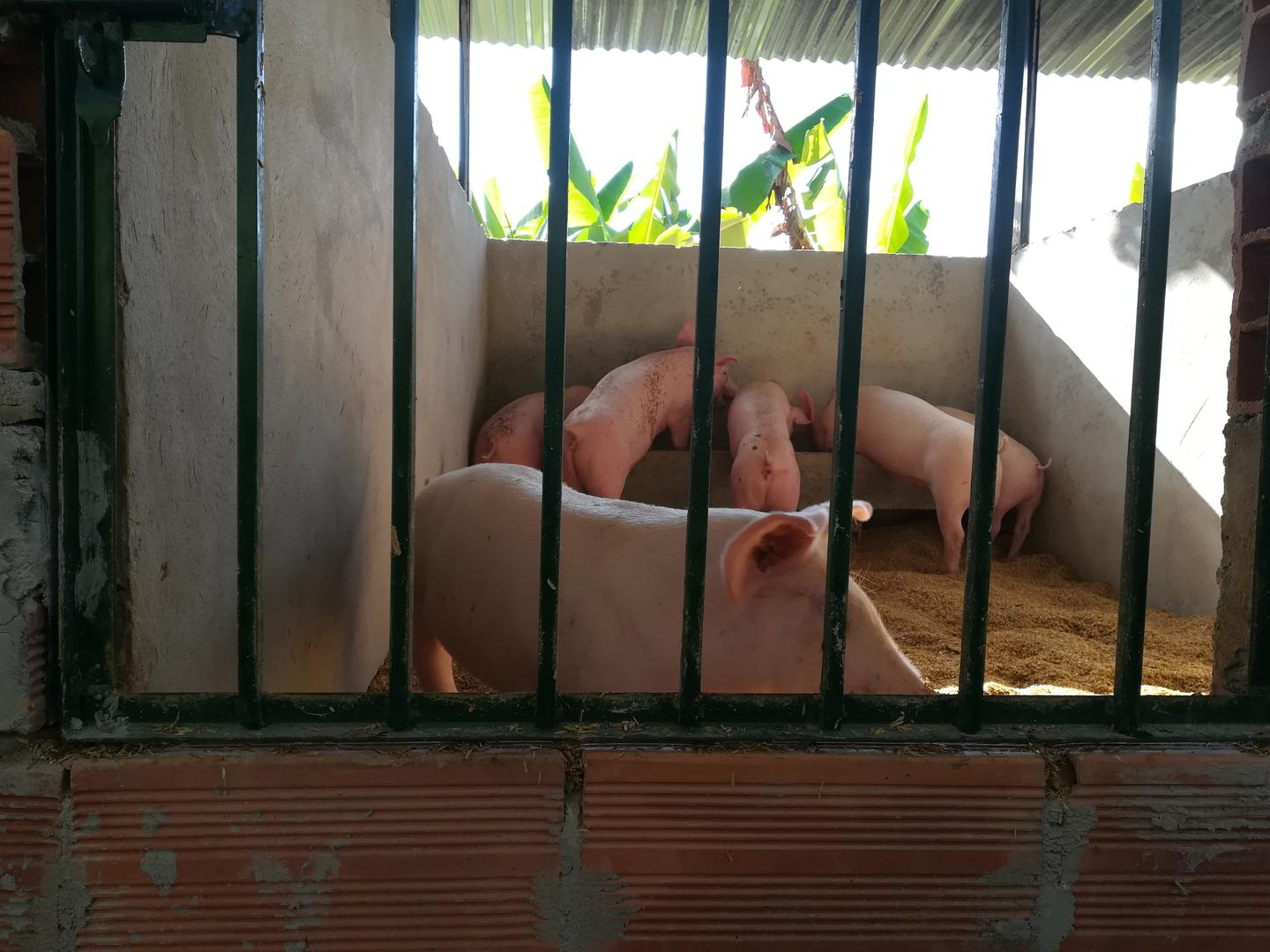 Cerdos