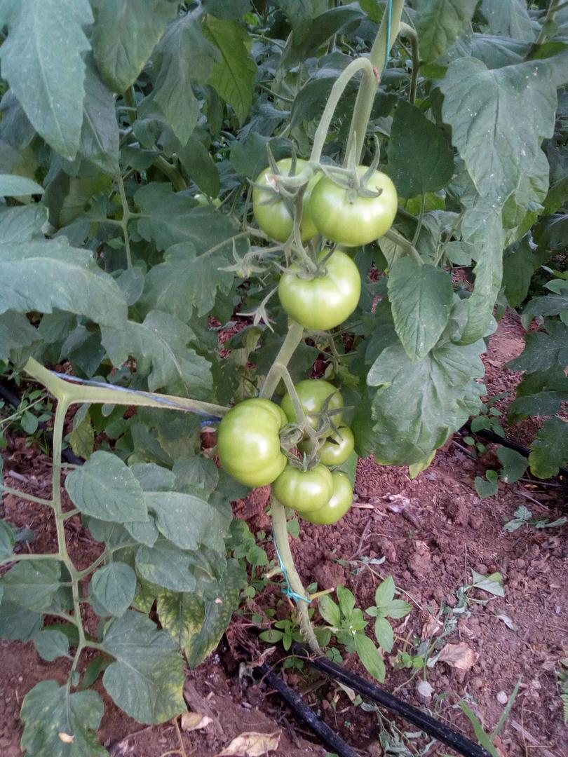 Tomate De Mesa