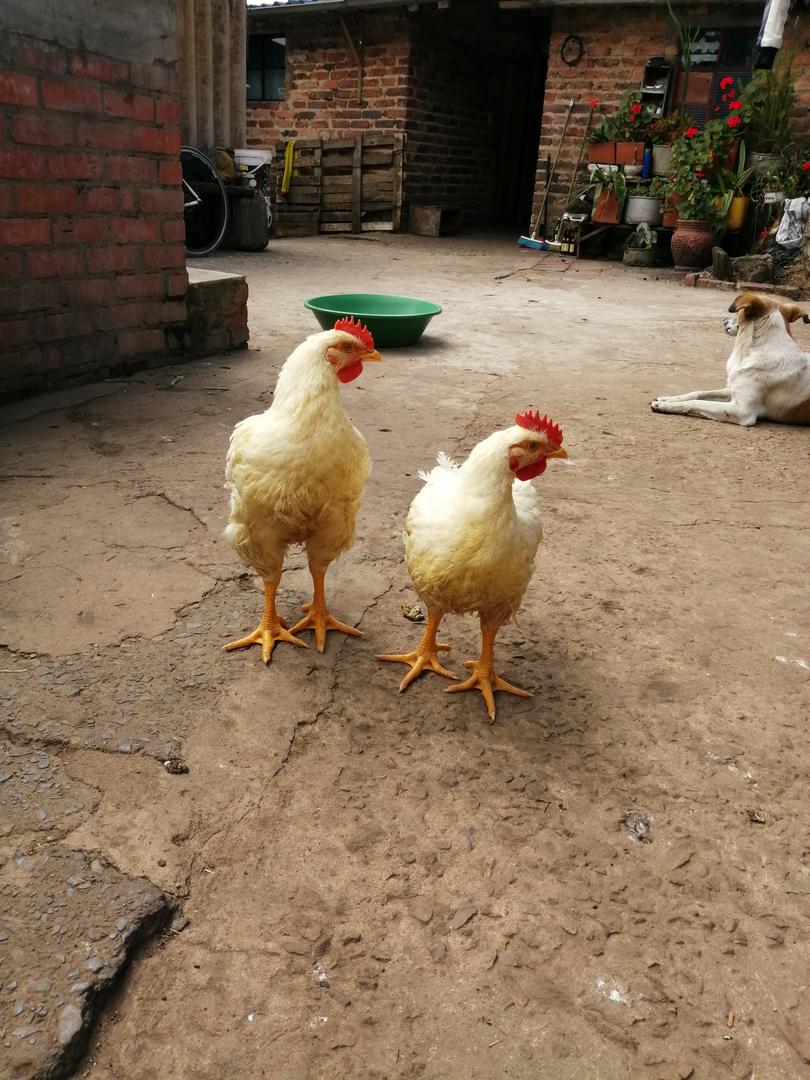 Pollo