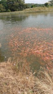 Tilapia Roja