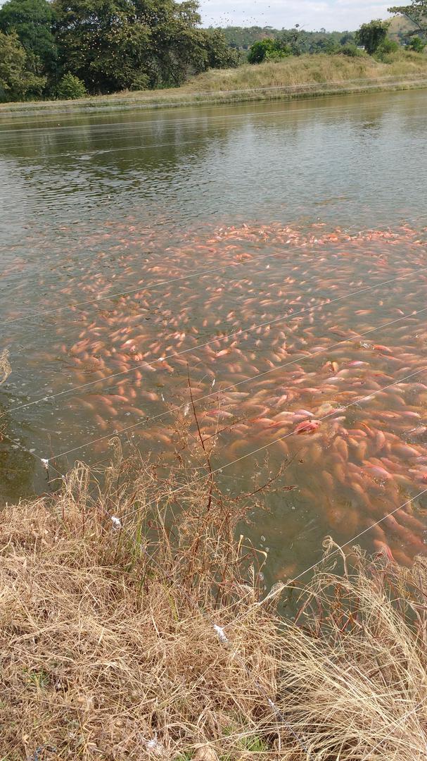 Tilapia Roja