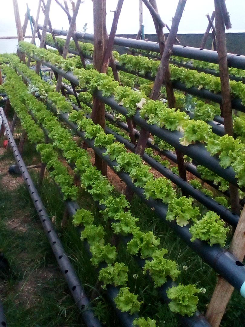 Lechuga