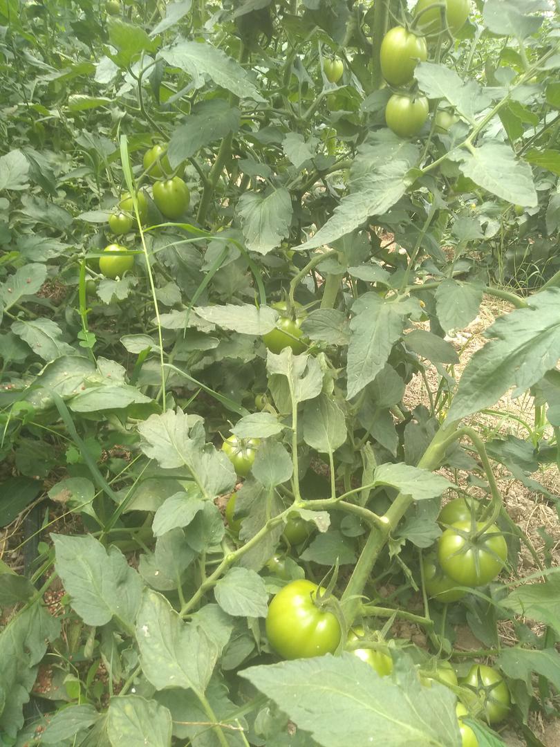 Tomate Chonto Limpio — foto 4 de 4