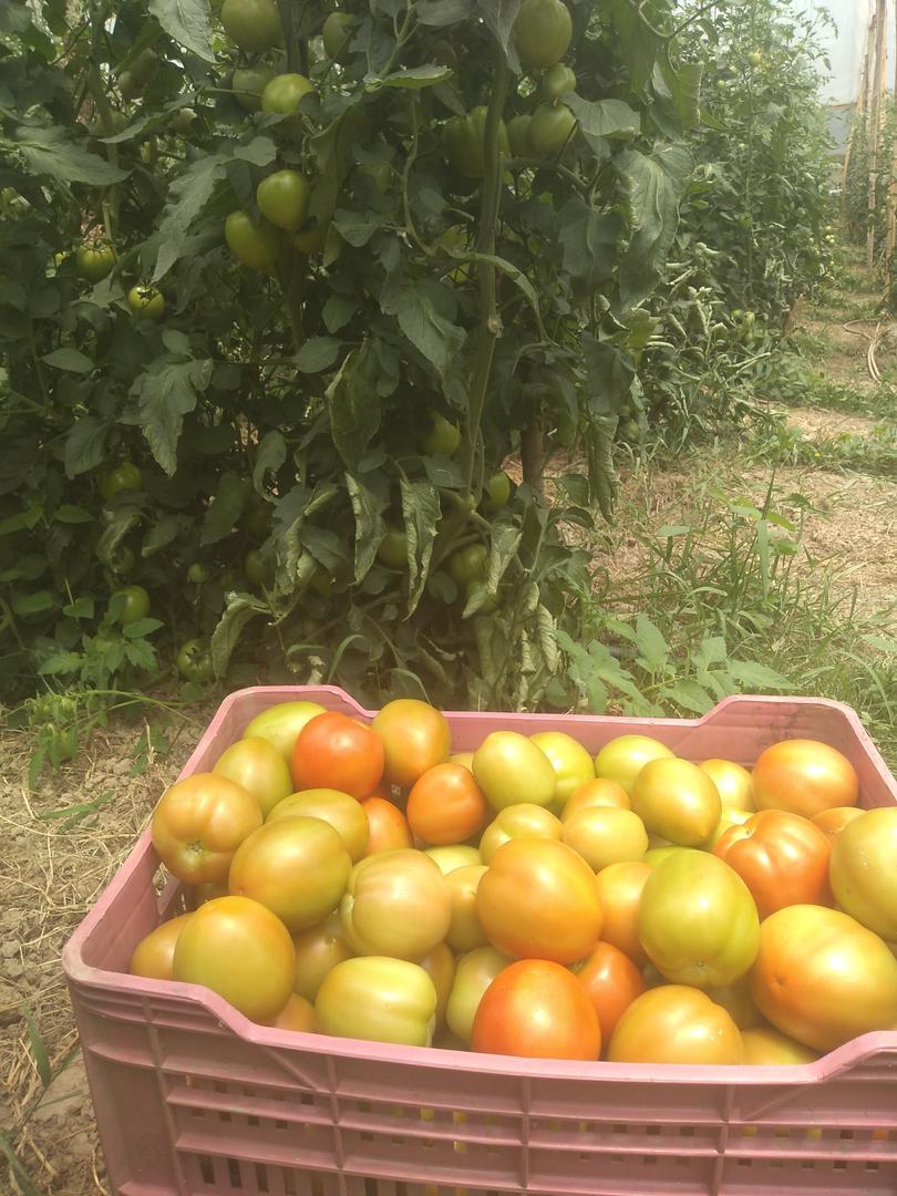 Tomate Chonto Limpio