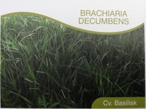 Brachiaria Decumbens
