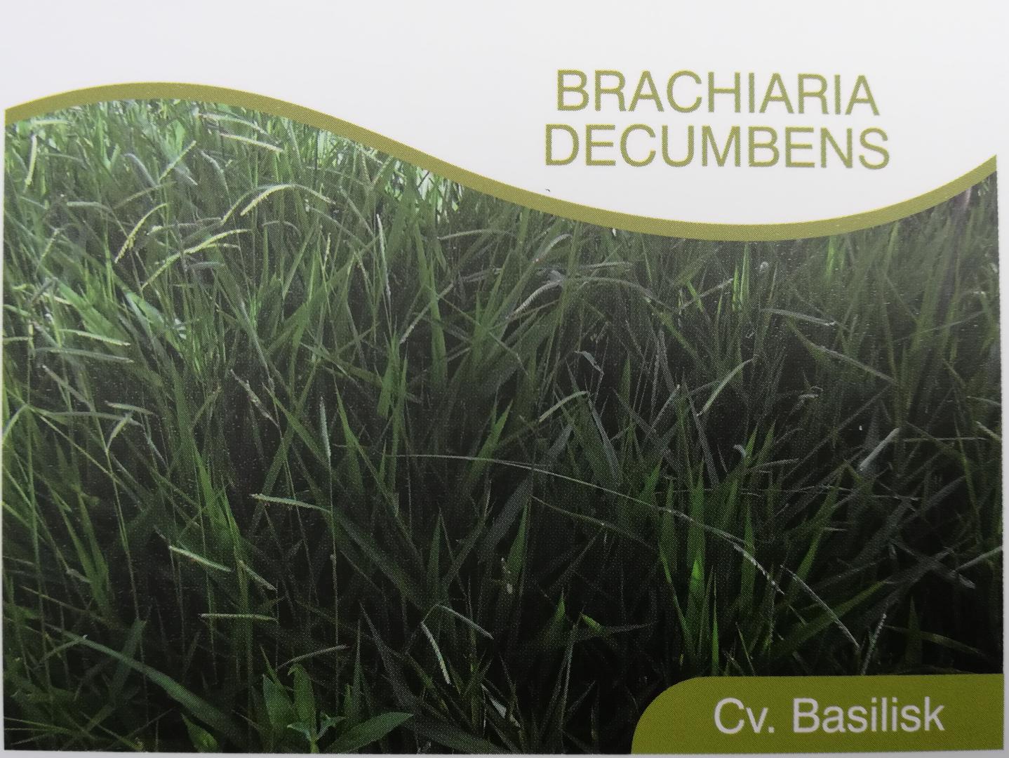 Brachiaria Decumbens