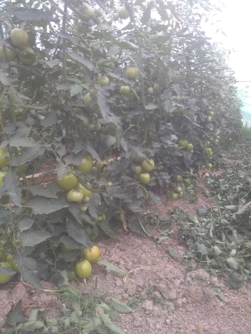 Tomate Chonto Limpio — foto 2 de 4