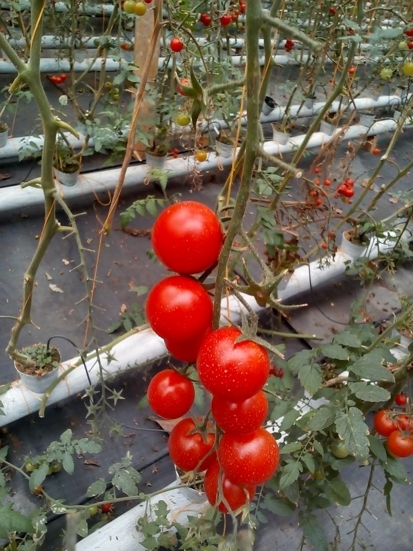 Tomate Cherry
