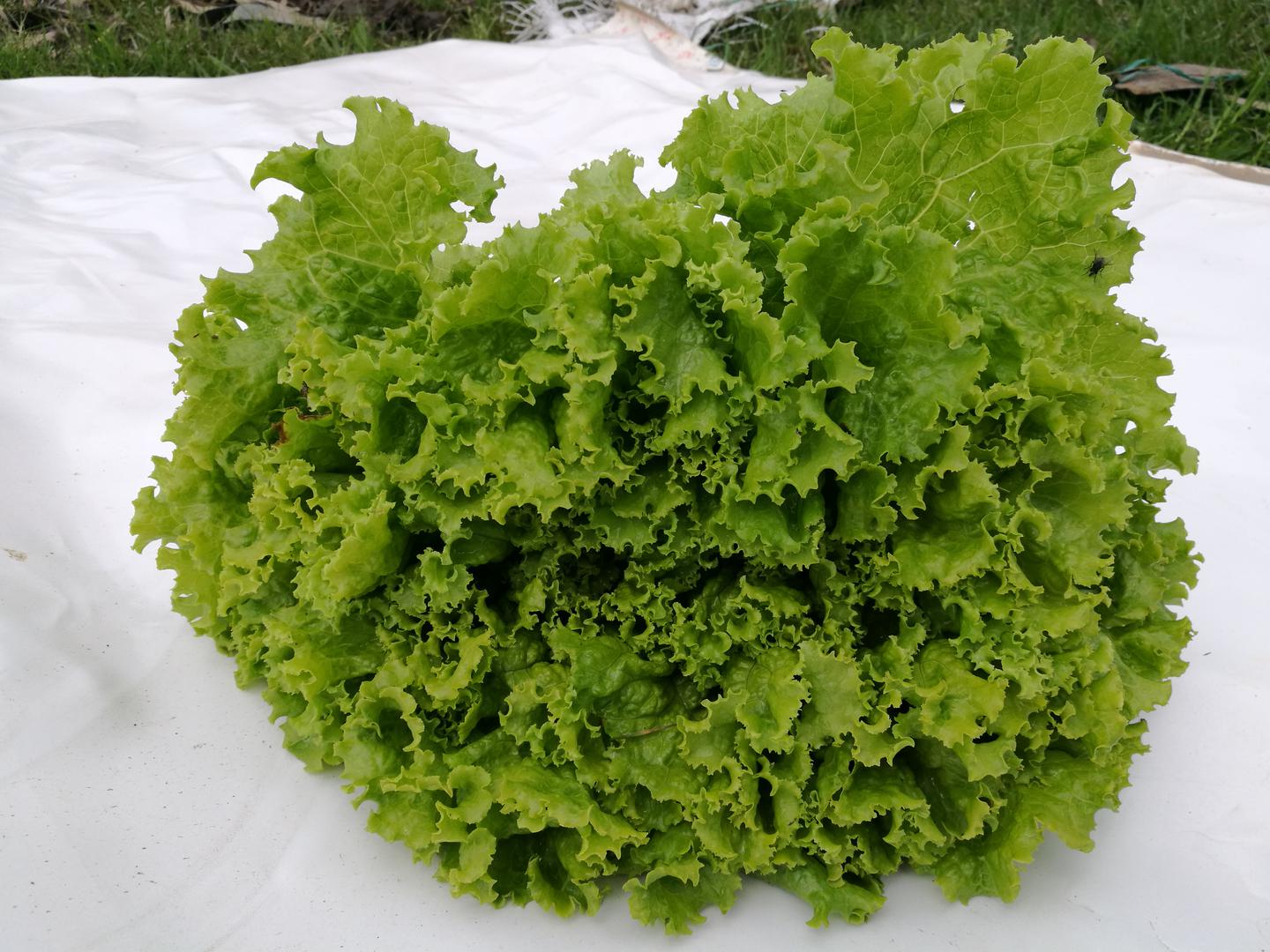 Lechuga
