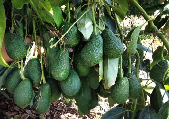 Aguacate Hass