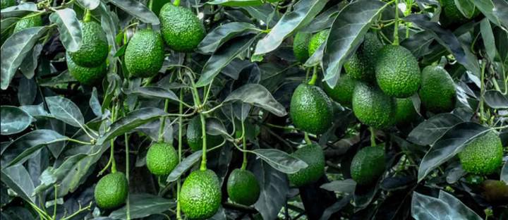 Aguacate Hass — foto 2 de 2