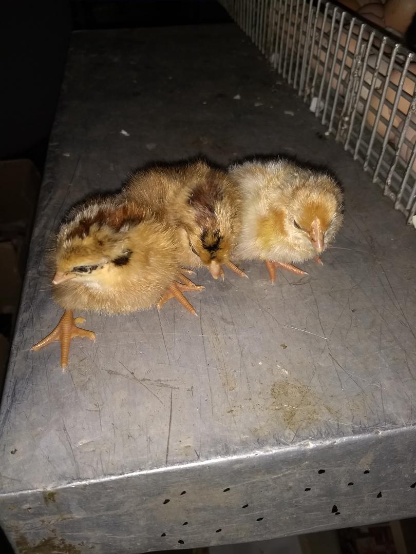 Pollito Criollo Mixto