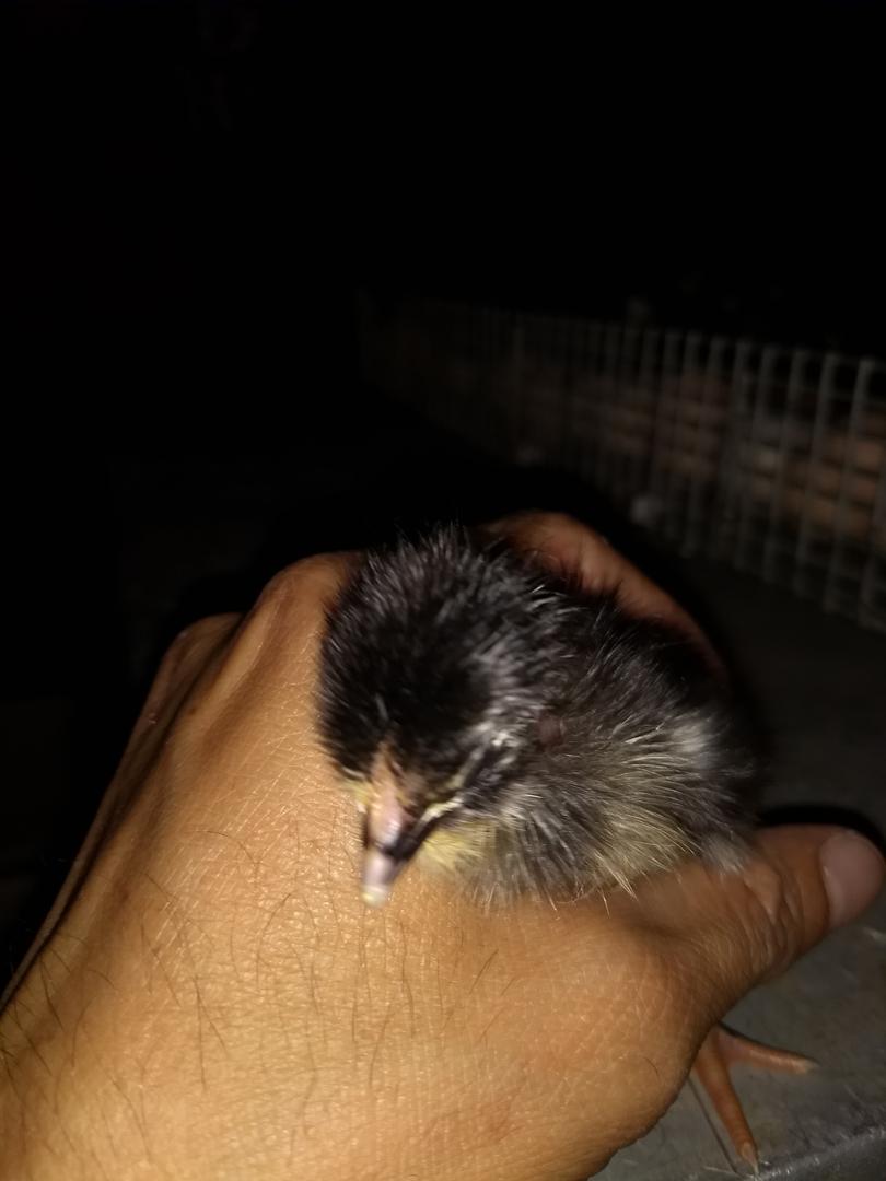 Pollitas De Un Dia