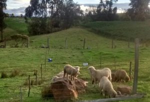 Compra Y Venta De Ovinos Y Caprinos