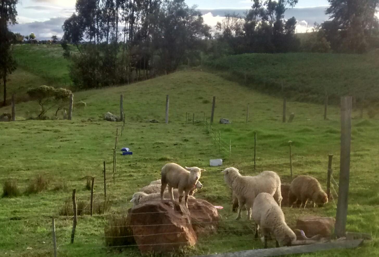 Compra Y Venta De Ovinos Y Caprinos
