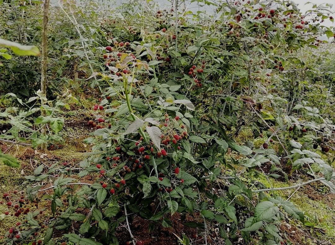 Mora De Castilla Wonderful Berries