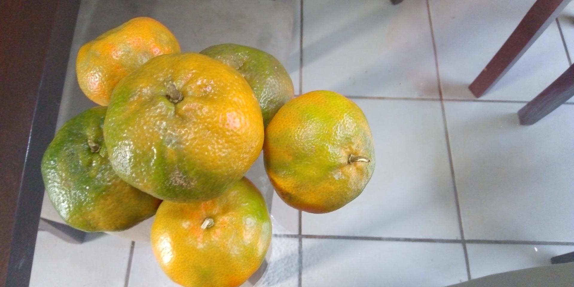 Mandarina Arrayana