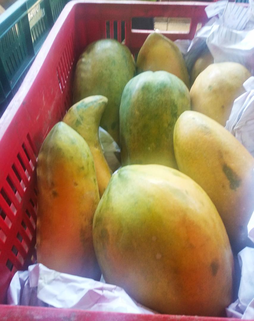 Papaya Maradol