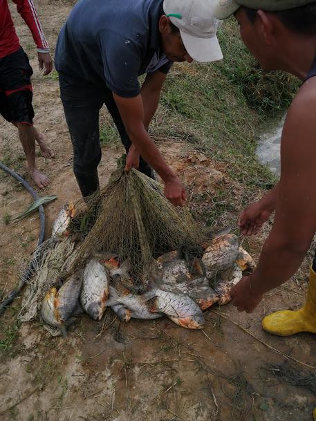 Mojarra