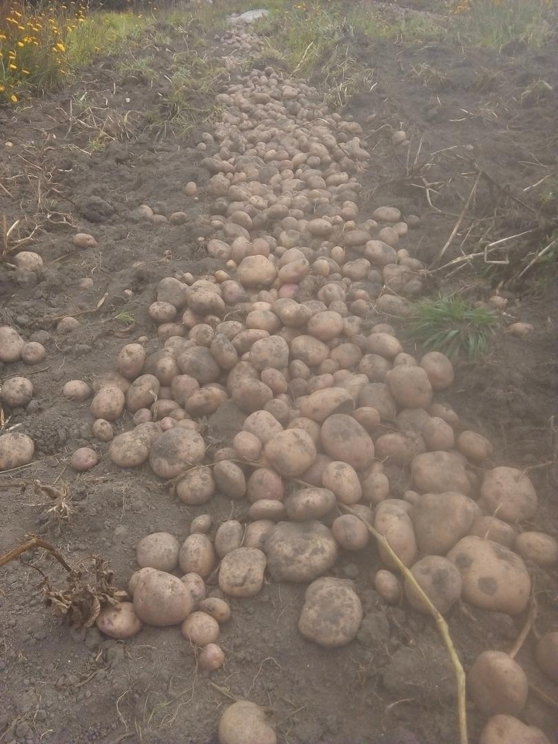 Papa Gruesa