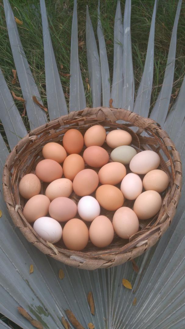 Huevos Felices Criollos