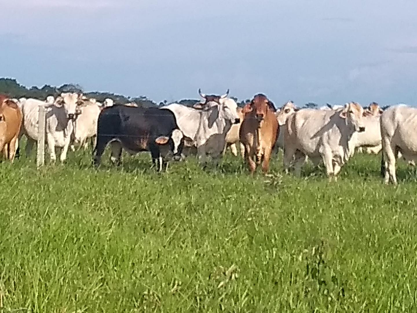 Bovino Cebado En Pie De 500 Kg