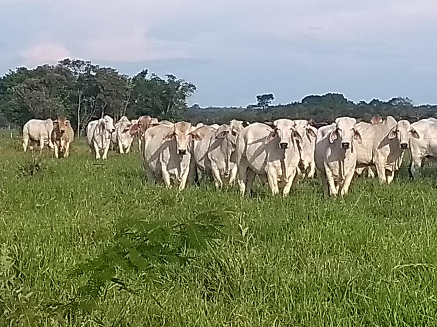 Bovino Cebado En Pie De 500 Kg