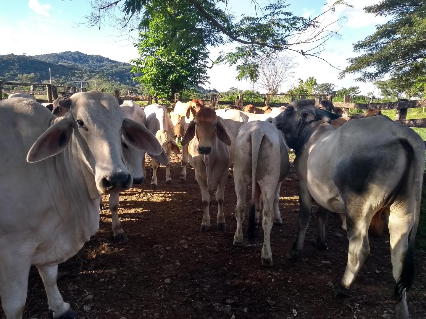 Bovino Cebado En Pie De 500 Kg