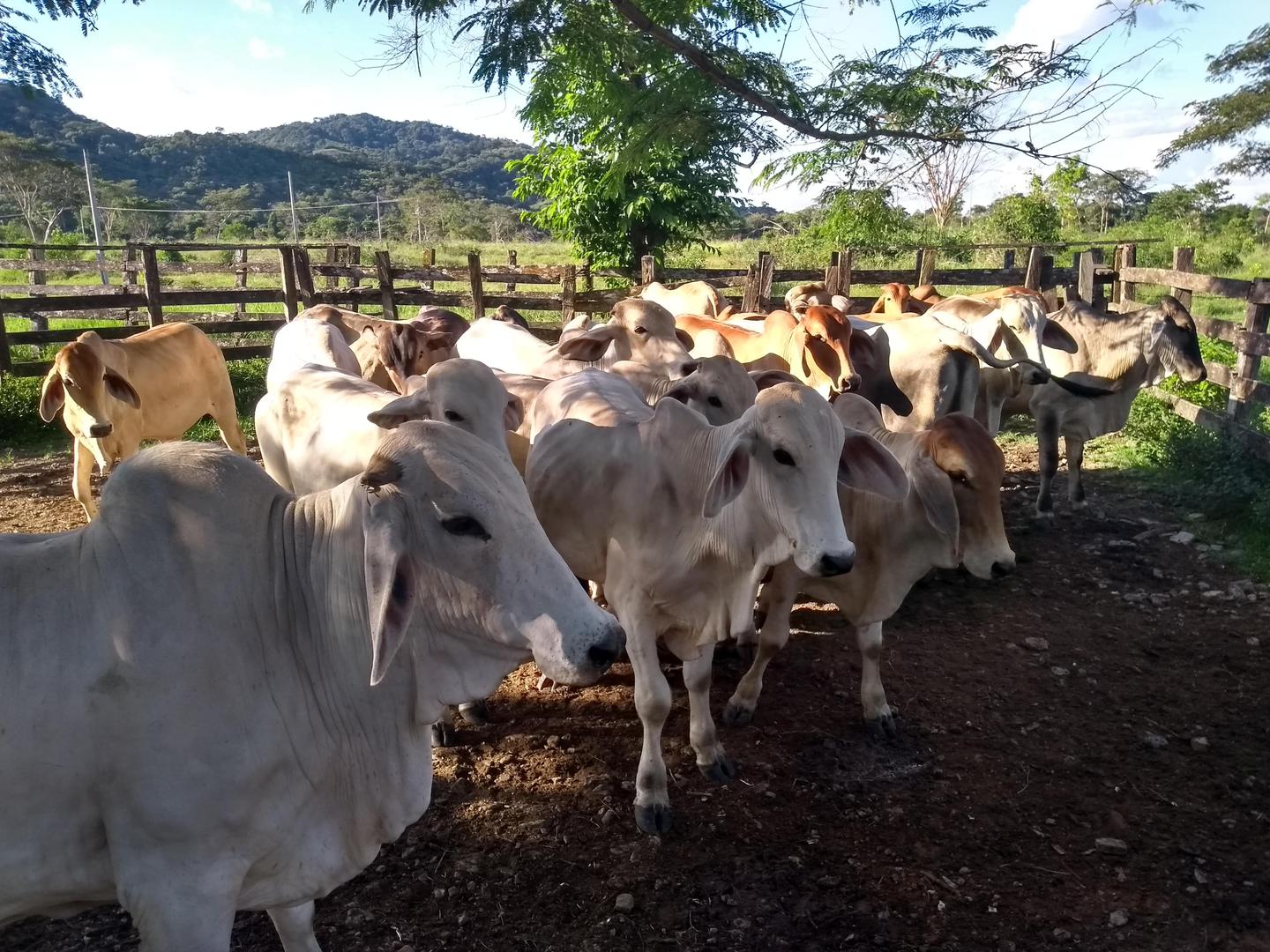 Bovino Cebado En Pie De 500 Kg