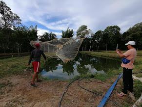 Mojarra