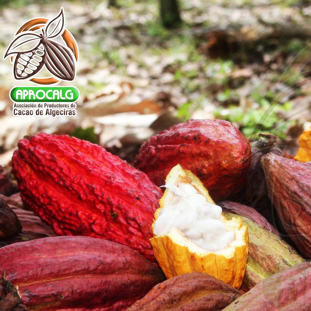 Grano De Cacao Y Mazorca De Cacao