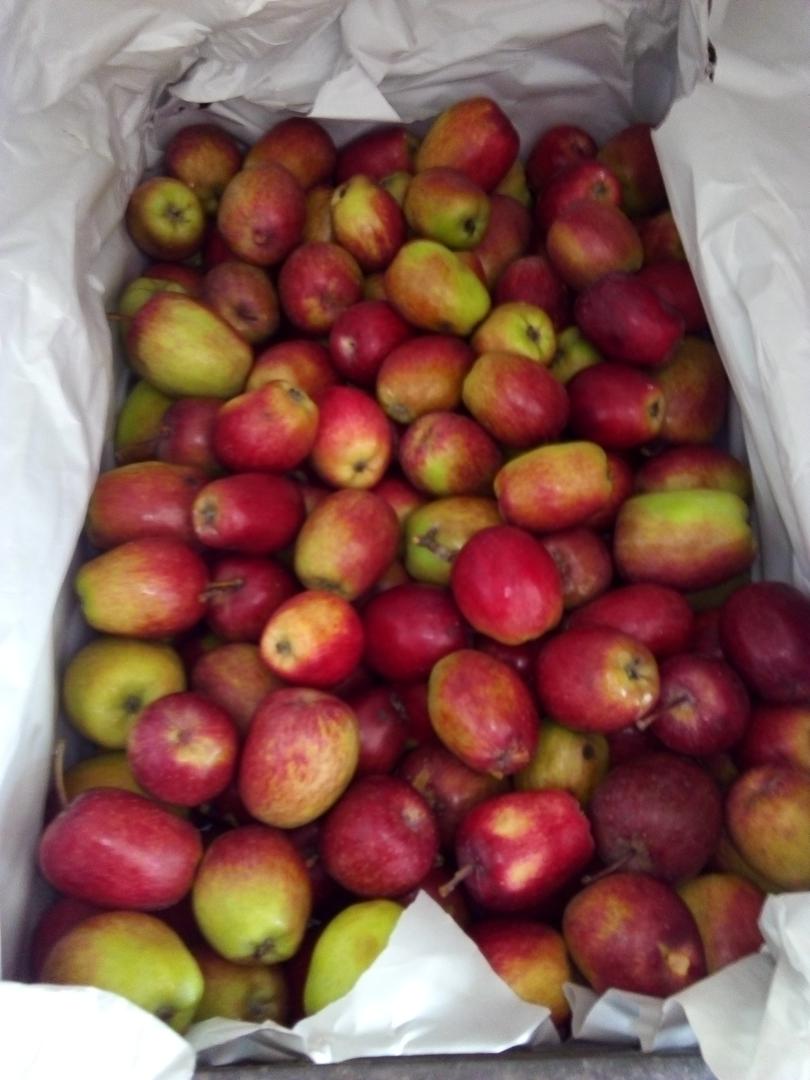 Manzana Anna
