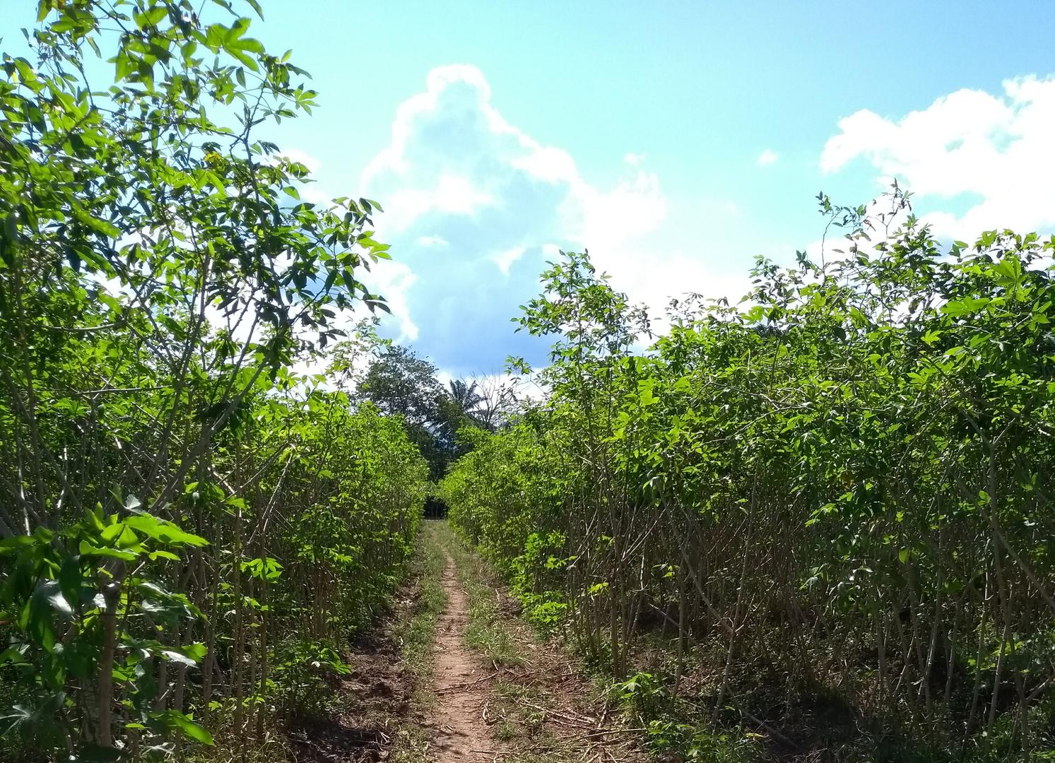 Yuca Del Llano