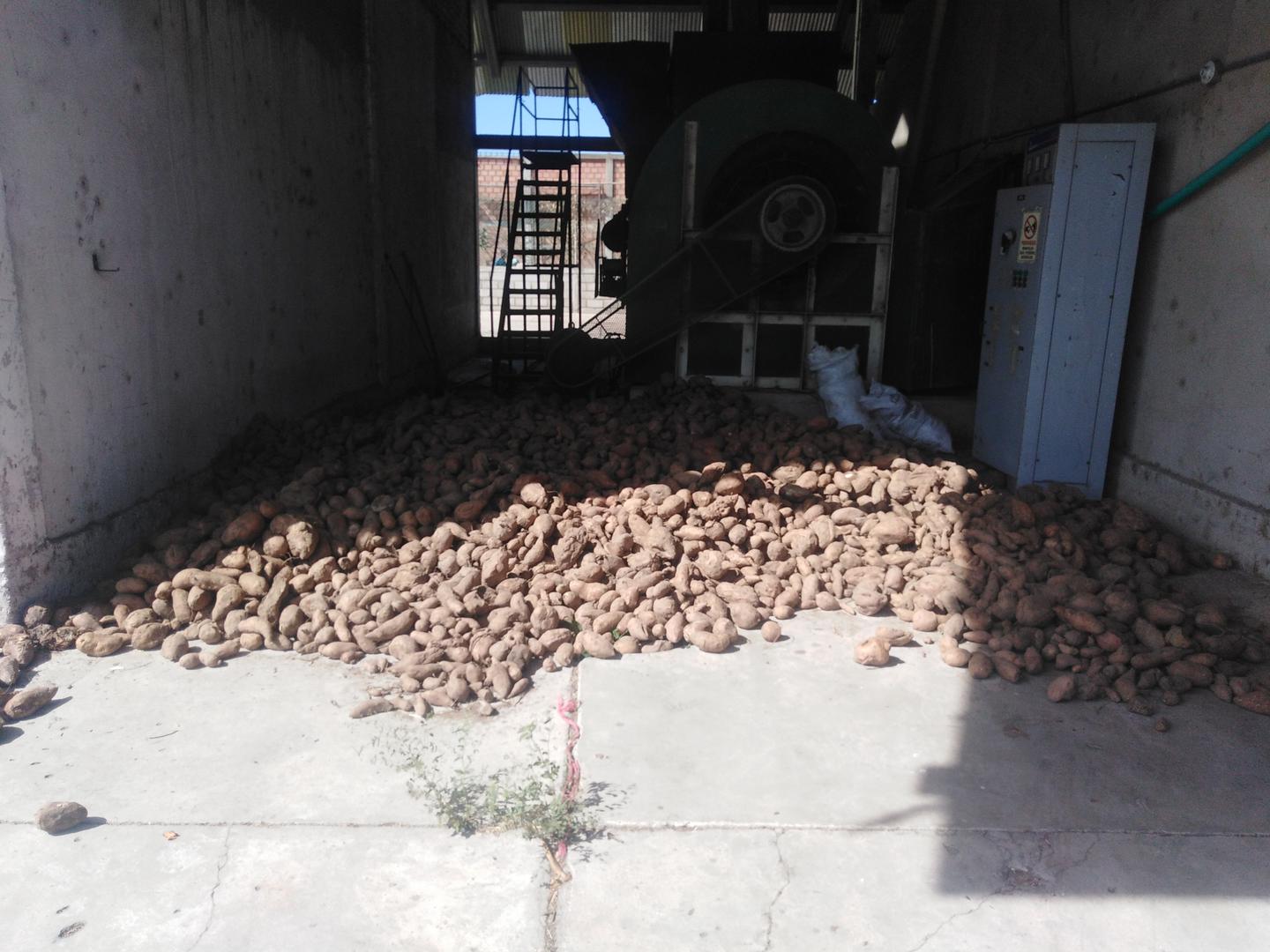 Batata