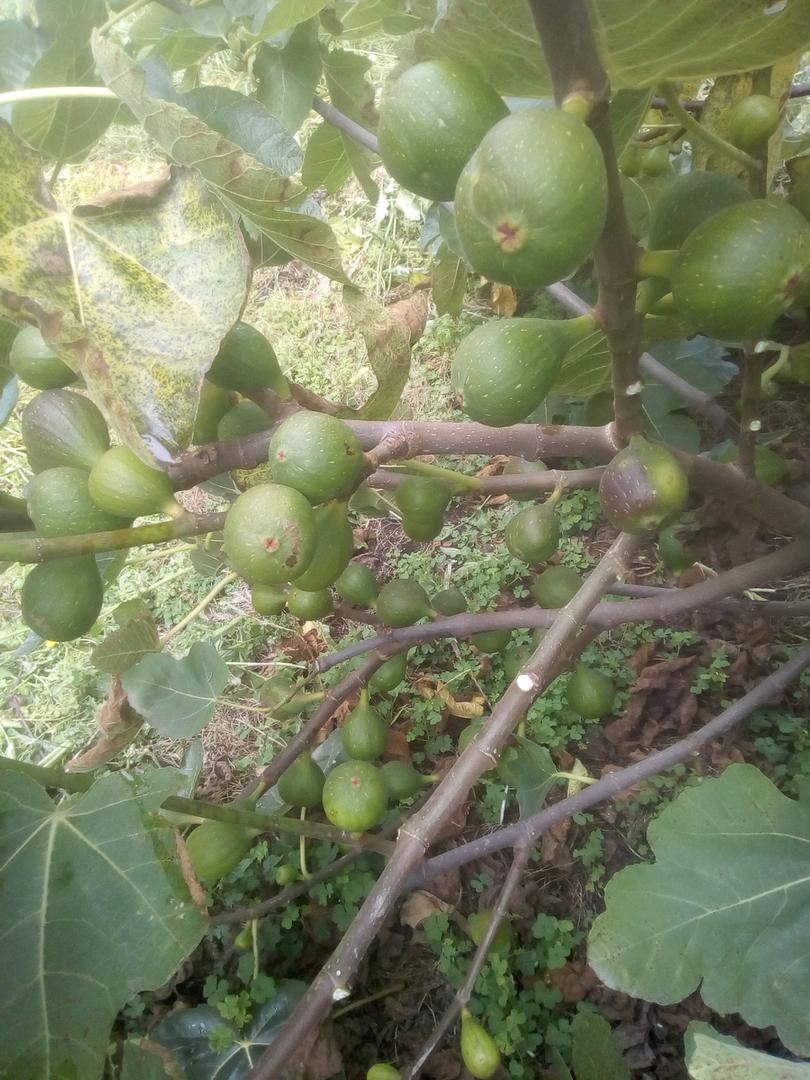 Brevas O Higos