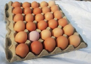 Huevos Frescos Semicriollos