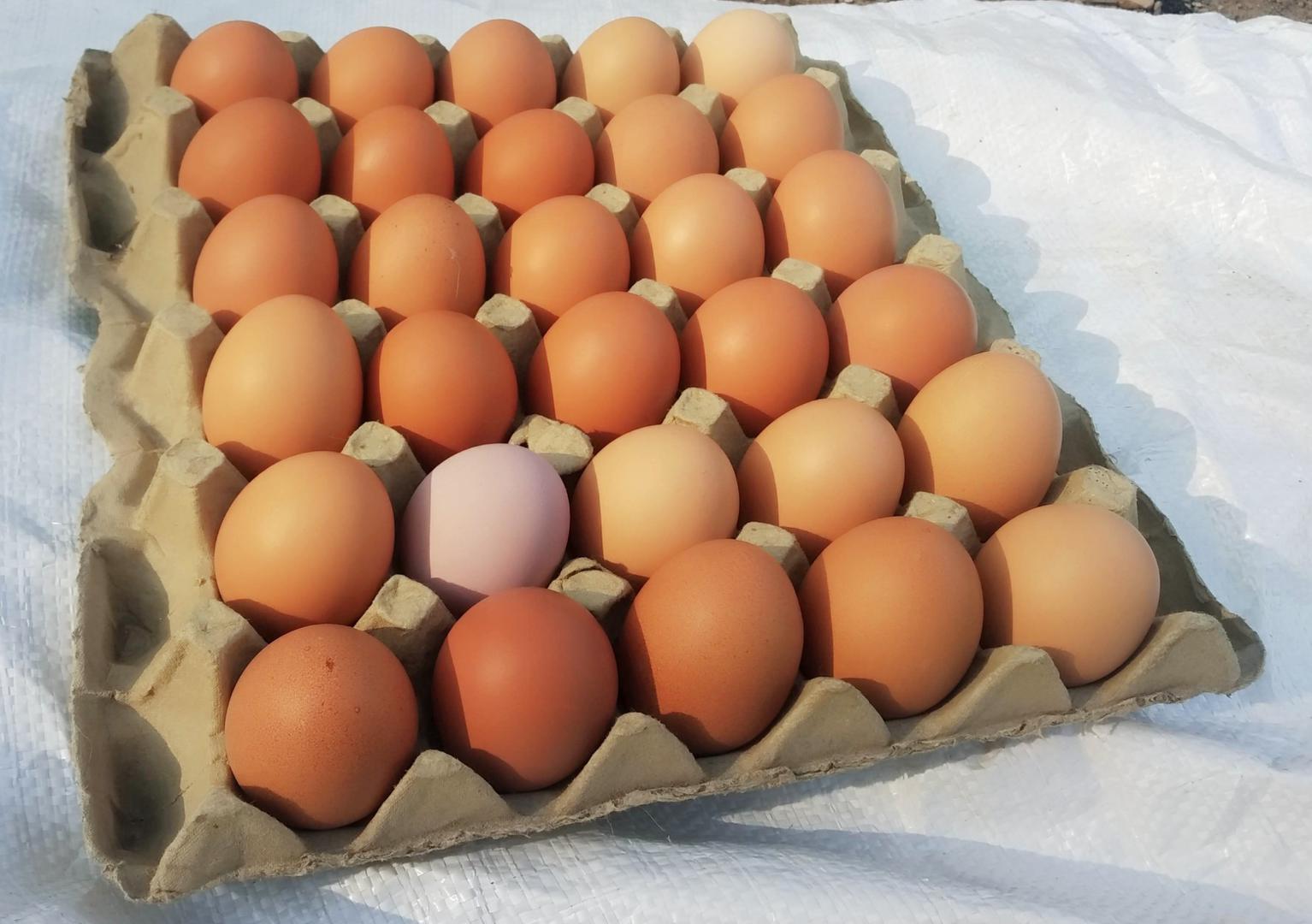 Huevos Frescos Semicriollos