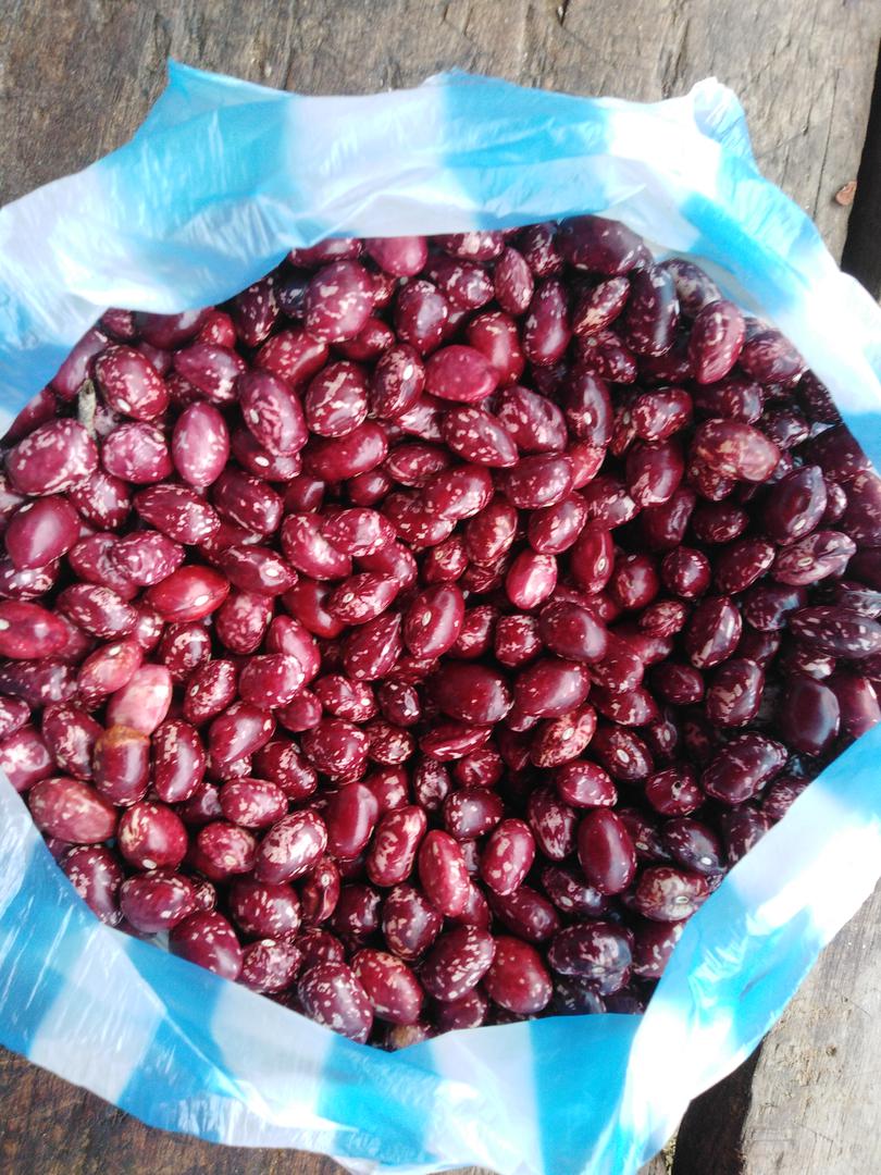 Frijol De Bejuco Florblanca