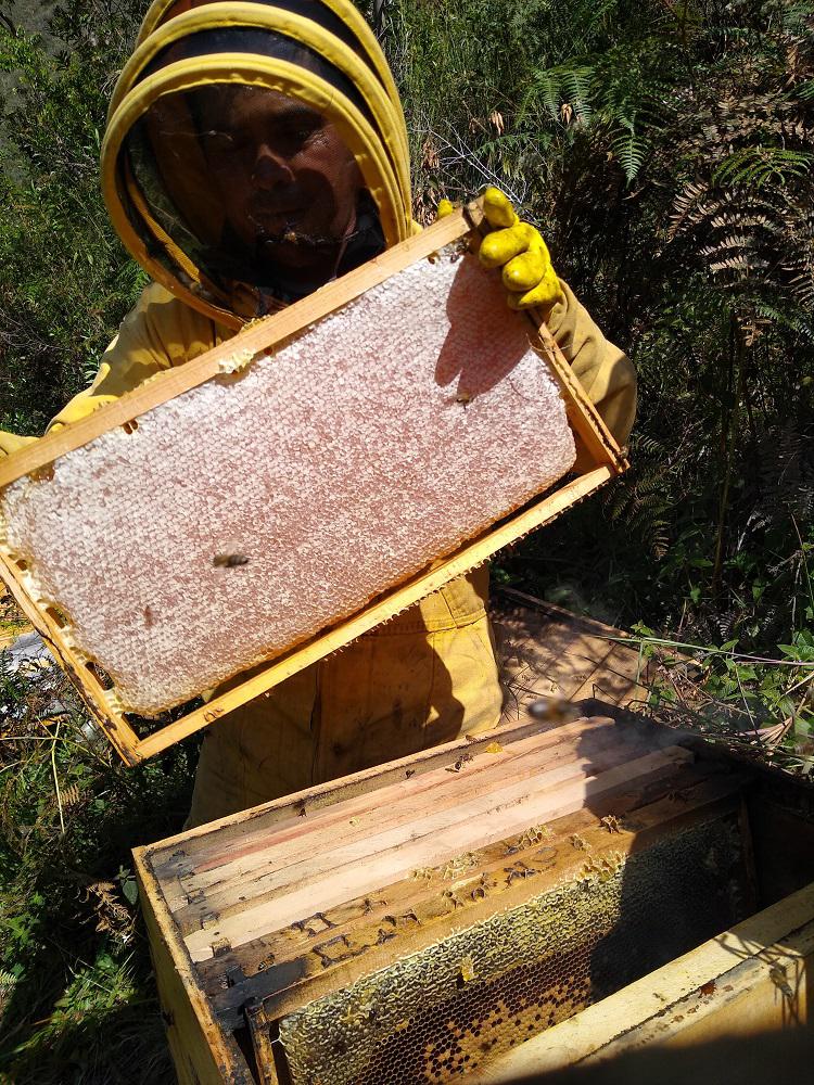 Miel De Abejas X Cunete 25 Kgrs
